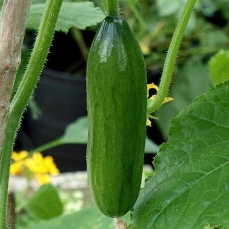 Buzzy Snack cucumber Iznik F1 - Mini cucumber from 12 to 14 cm. - Snack cucumber