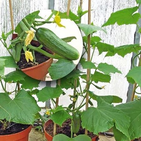 Buzzy Snack cucumber Iznik F1 - Mini cucumber from 12 to 14 cm. - Snack cucumber