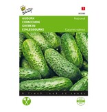Buzzy Gherkin - National - Small Green Gherkins - Suitable For Pickling - Kitchen Garden