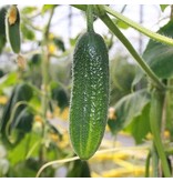 Buzzy Gherkin - National - Small Green Gherkins - Suitable For Pickling - Kitchen Garden