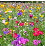 Buzzy Mixed Wild Flower Seeds - 25 M2 - Perennial - For a Beautiful Flower Carpet