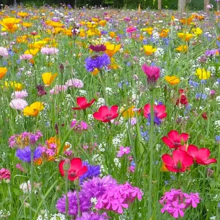 Buzzy Mixed Wild Flower Seeds - 25 M2 - Perennial - For a Beautiful Flower Carpet