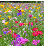 Buzzy Mixed Wild Flower Seeds - 125 M2 - Perennial - For a Beautiful Flower Carpet