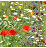 Buzzy Meadow Flower Seed Mixture - For 25 M2 - Buy Flower Mixture Seeds?