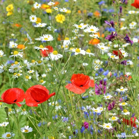 Buzzy Meadow Flower Seed Mixture - For 25 M2 - Buy Flower Mixture Seeds?