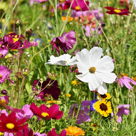 Buzzy Flower Mixture For Butterflies And Bees - 125 M2 - More Than 20 Types of Flowers