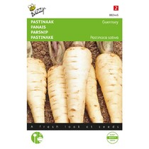 Parsnips - Guernsey