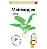 Meiraapjes - Makkelijke Moestuin - Groeit Als Radijsjes - Super Gezond Blad