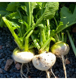 Meiraapjes - Makkelijke Moestuin - Groeit Als Radijsjes - Super Gezond Blad