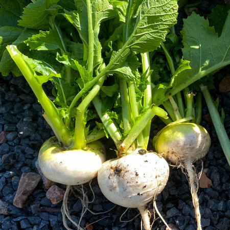 Meiraapjes - Makkelijke Moestuin - Groeit Als Radijsjes - Super Gezond Blad