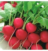 Buzzy Radish - Cherry Belle Seeds - Quickly Delicious Crunchy Mild Radishes - High Yield