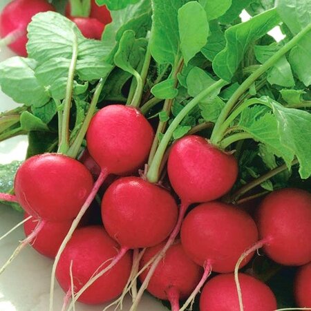 Buzzy Radish - Cherry Belle Seeds - Quickly Delicious Crunchy Mild Radishes - High Yield