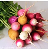 Buzzy Radish - Mixed Radishes - Various Round Varieties - Easy to grow