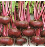 Buzzy Beetroot - Egyptian Flat Round - Early Variety And Suitable For Conservation