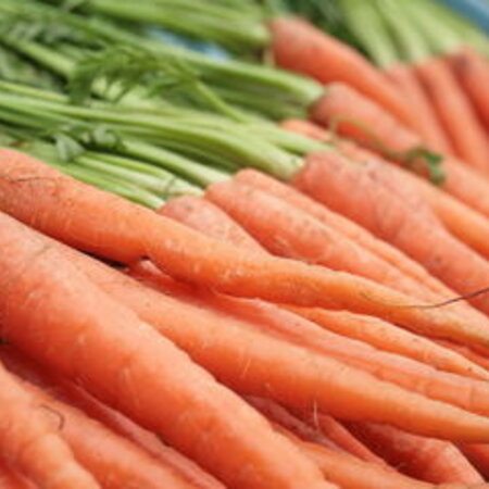 Buzzy Summer carrot - Amsterdam Bak 2 - Early Summer carrot - Long And Slim - Wood carrot