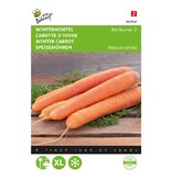 Buzzy Winter carrot - Berlikumer 2 - Delicious Sweet Carrot - Autumn-Winter Harvest