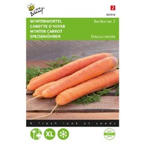 Winter carrot - Berlikumer 2
