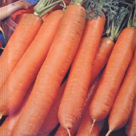 Buzzy Winter carrot - Berlikumer 2 - Delicious Sweet Carrot - Autumn-Winter Harvest