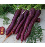Buzzy Zomerwortel - Purple Sun F1 - Paarse Wortel Met Oranje Kern - Hybride Ras