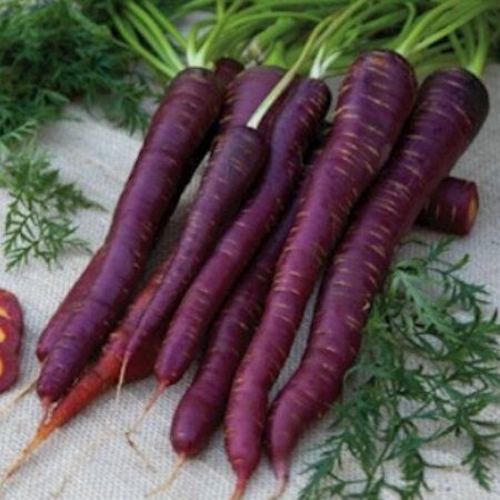 Buzzy Summer carrot - Purple Sun F1 - Purple Carrot With Orange Core - Hybrid Variety