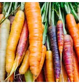 Buzzy Sommerkarotte - Rainbow Mix F1 - Bunte leckere Karotten - Hybridsorte