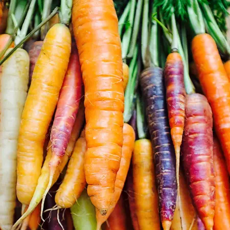 Buzzy Summer carrot - Rainbow Mix F1 - Coloured Tasty Carrots - Hybrid Variety