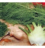 Buzzy Fennel - Doux De Florence - Globe - Aniseed Flavour - Can be eaten raw or cooked