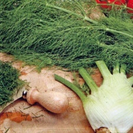 Buzzy Fennel - Doux De Florence - Globe - Aniseed Flavour - Can be eaten raw or cooked