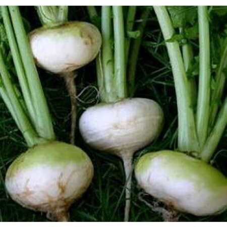 Tuinraap - Platte Witte Mei - Snel Groeiend Knolgewas - Kan Rauw gegeten Worden