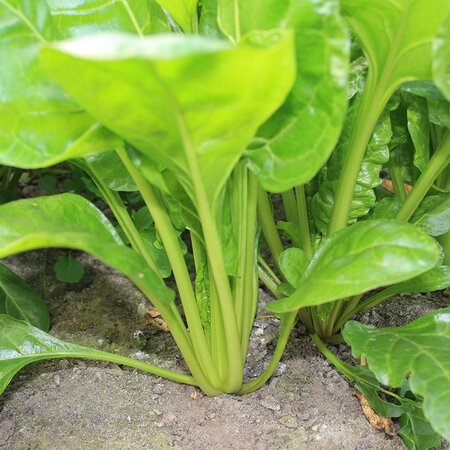 Buzzy Chard - Green Common - Seeds - This Leafy Vegetable Is Eaten Like Spinach