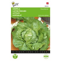 Head lettuce - Gardener