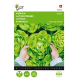 Buzzy Head lettuce - Appia - Grown all year round - Winter - Healthy and reliable variety