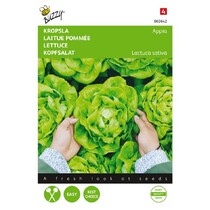 Head lettuce - Appia