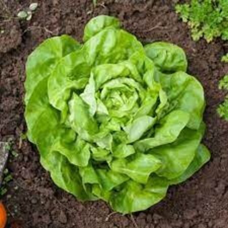 Buzzy Head lettuce - Appia - Grown all year round - Winter - Healthy and reliable variety
