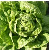 Buzzy Kropsla - Dikke Blonde Traagschietende - Zomer - Herfstteelt - Fris Groene Botersla