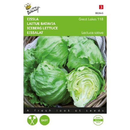 Buzzy Ice lettuce - Great Lakes 118 - Iceberg lettuce - Has Light Green, Firm, Crisp Leaves