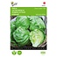 Buzzy Ice lettuce - Great Lakes 118 - Iceberg lettuce - Has Light Green, Firm, Crisp Leaves
