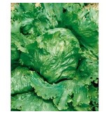 Buzzy Ice lettuce - Great Lakes 118 - Iceberg lettuce - Has Light Green, Firm, Crisp Leaves
