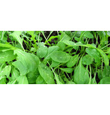 Buzzy Arugula - Italian Cut Vegetable - Seeds - Has a Spicy and Nutty Flavour