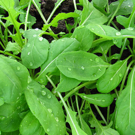 Buzzy Rucola - Italiaanse Snijgroente - Zaden - Heeft Een Pikante en Nootachtige Smaak