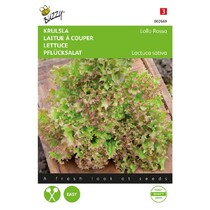 Curly lettuce - Lolo Rossa