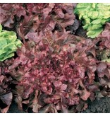 Buzzy Pluksla - Red Salad Bowl - Zacht - Lijkt Op  Eikenblad Sla - Pittig Van Smaak