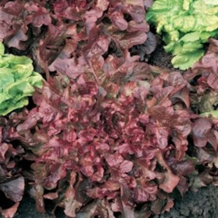 Buzzy Pluksla - Red Salad Bowl - Zacht - Lijkt Op  Eikenblad Sla - Pittig Van Smaak