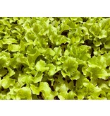 Buzzy Picking lettuce - Australian Yellow - Leaf lettuce - Vegetable seeds - Can be harvested several times