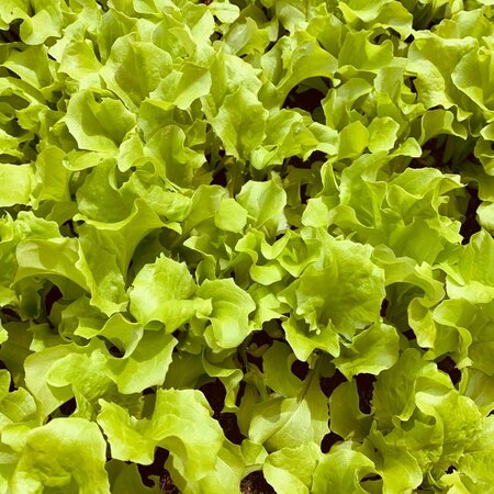Buzzy Picking lettuce - Australian Yellow - Leaf lettuce - Vegetable seeds - Can be harvested several times