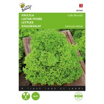 Curly lettuce - Lollo Bionda