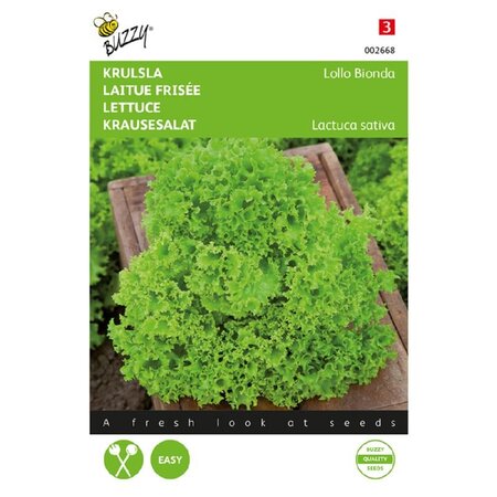 Buzzy Curly lettuce - Lollo Bionda - Bright green leaves - Lollo Rossa - Tender - Fast Growing