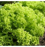 Buzzy Krauser Salat - Lollo Bionda - Hellgrüne Blätter - Lollo Rossa - Zart - Schnellwachsend