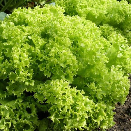 Buzzy Krauser Salat - Lollo Bionda - Hellgrüne Blätter - Lollo Rossa - Zart - Schnellwachsend