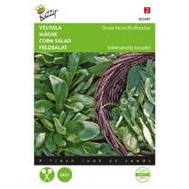 Corn salad - Large North Holland